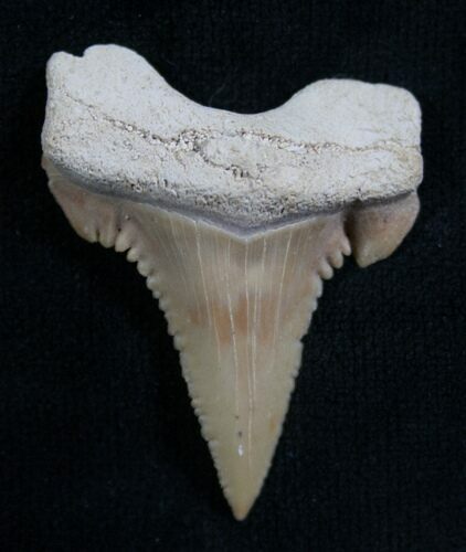 Uncommon Palaeocarcharodon Shark Tooth - #8151